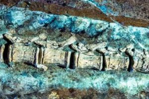 চীনে মিলল কাঁটায় ঢাকা ডাইনোসর !