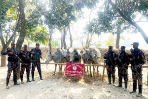 চাঁপাইনবাবগঞ্জ সীমান্তে ৭ ভারতীয় গরু ও নেশাকারক সিরাপ জব্দ