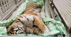 ভিয়েতনামে বাড়ির ফ্রিজে মিললো বাঘের মরদেহ, গ্রেফতার ২