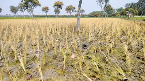 ভোলাহাটে বিষ দিয়ে পুড়িয়ে দেয়া হয়েছে ৩৫ দিন বয়সী ধানগাছ : পাল্টাপাল্টি অভিযোগ