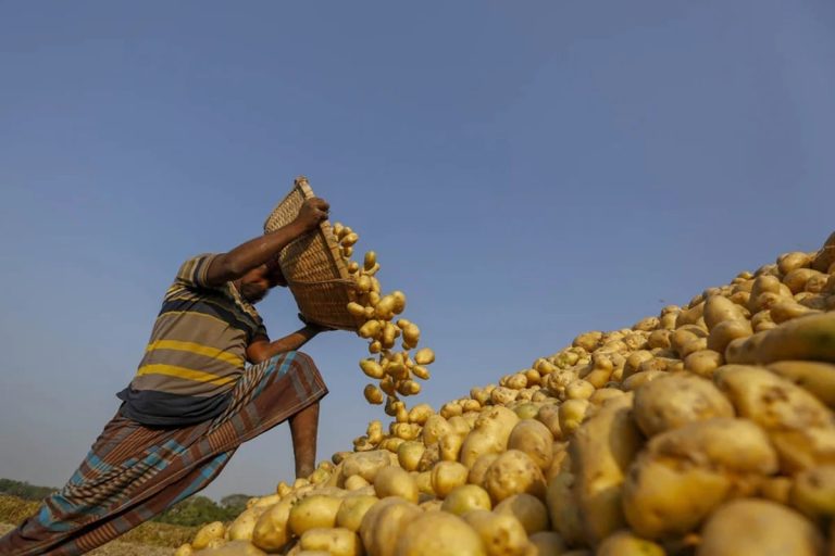 বাংলাদেশি আলু রফতানির জন্য ভিয়েতনামের বাজার উন্মুক্ত