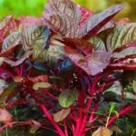 নারীর জন্য লালশাক খাওয়া যে কারণে জরুরি