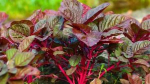 নারীর জন্য লালশাক খাওয়া যে কারণে জরুরি