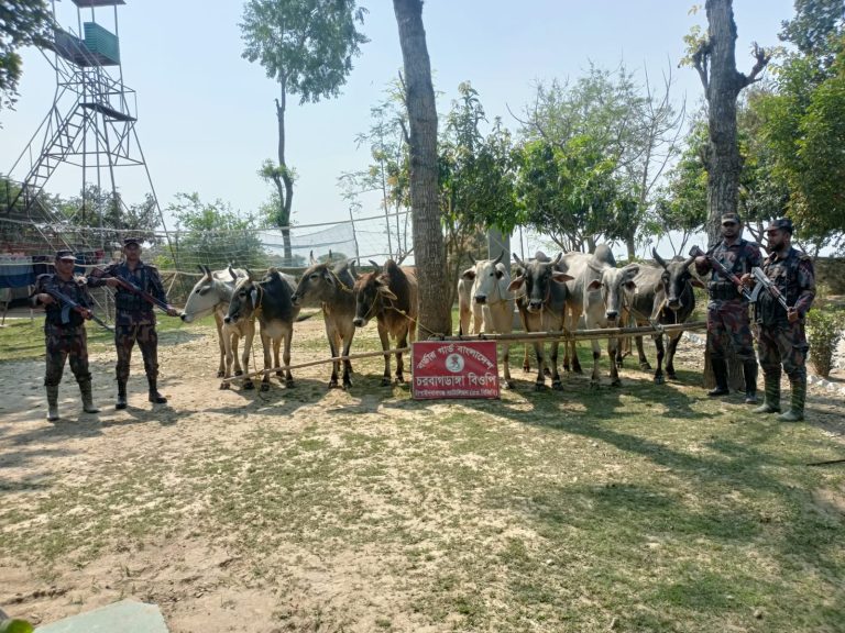 ফেব্রুয়ারীতে সীমান্তে জব্দ পৌনে ১ কোটি টাকার ৩৫ ভারতীয় গবাদিপশু
