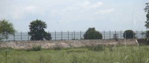  শিবগঞ্জ সীমান্তে ফসল নষ্ট করছে ভারতীয় বন্য শুকরের পাল, জমি পাহারা দিতে গিয়ে আহত হচ্ছেন কৃষকরাও