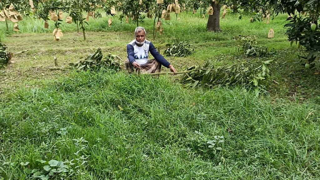 শিবগঞ্জে রাতের আঁধারে ৪৬টি আমগাছ কেটে দিলো দুর্বৃত্তরা
