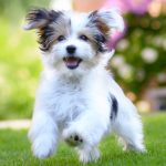 কুকুরছানাকে ‘স্কুলে’ ভর্তি, খরচ ২ লাখ টাকা !