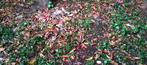 চাঁপাইনবাবগঞ্জে মৌসুমের প্রথম শিলাবৃষ্টিতে আম ও ধানের ক্ষতির শংকা