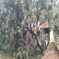  কালবৈশাখির ছোবল, জেলায় ৫ হাজার হেক্টর জমির আম আক্রান্ত