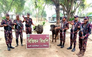 গোমস্তাপুরে ভারতীয় দু’টি মহিষ আটক