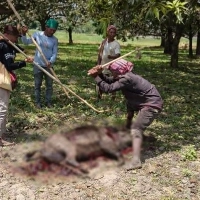 শিবগঞ্জ সীমান্তে ভারতীয় বন্য শুকরের হামলায় ৬ জন আহত